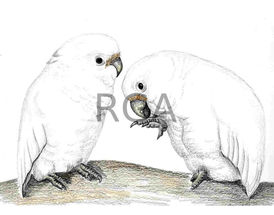 Goffin Cockatoo